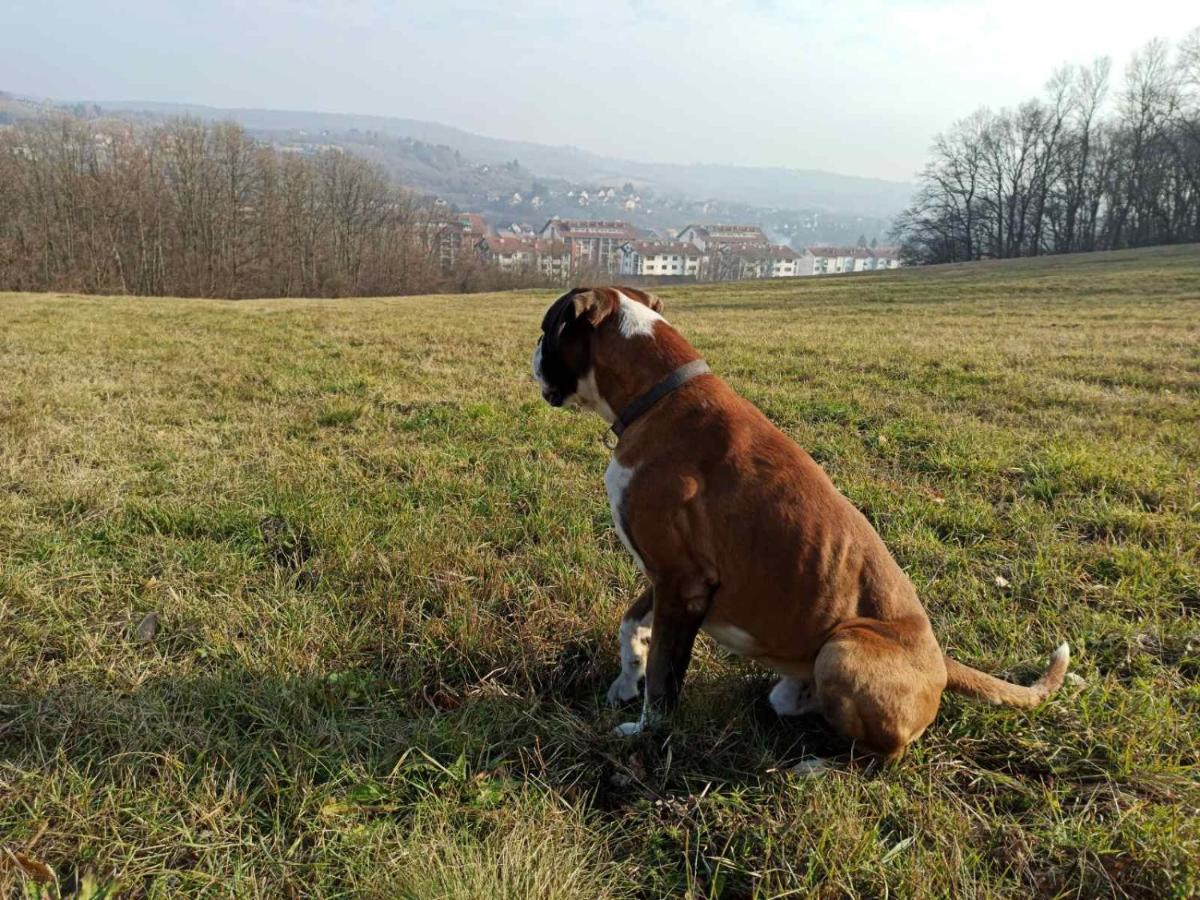 Apartmani La Grande Motte Vrdnik Zewnętrze zdjęcie