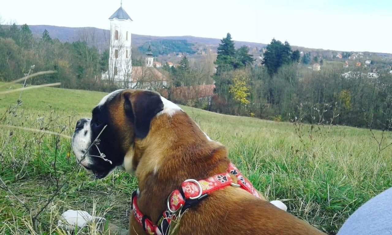 Apartmani La Grande Motte Vrdnik Zewnętrze zdjęcie